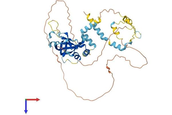 ACD Protein (AA 1-416) (His tag)