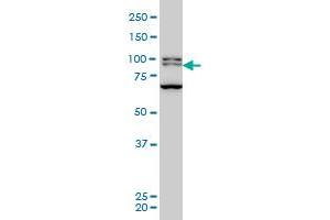 BRD3 monoclonal antibody (M03), clone 6C10 Western Blot analysis of BRD3 expression in Hela S3 NE . (BRD3 Antikörper  (AA 418-556))