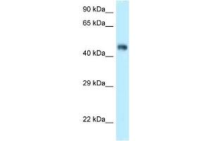 WB Suggested Anti-Fbxl3 Antibody Titration: 1. (FBXL3 Antikörper  (C-Term))