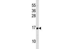 HIST1H2BD antibody western blot analysis in HL-60 lysate. (HIST1H2BD Antikörper  (AA 1-30))