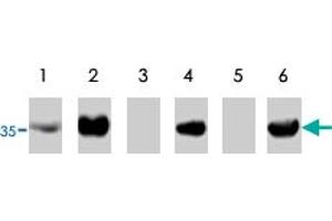 Western blot using TP53I3 polyclonal antibody  on RKO cells transfected with TP53I3 without insert (lane 1), transfected with pCEP4-TP53I3 (lane 2), under control conditions (lane3) and treated with adriamycin to activate wild-type p53 (lane 4).