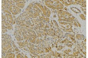 ABIN6279328 at 1/100 staining Human pancreas tissue by IHC-P. (CNTNAP3 Antikörper  (Internal Region))