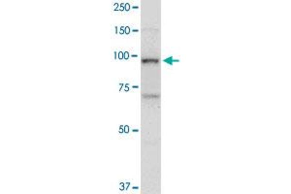 Topoisomerase I Antikörper  (AA 692-765)