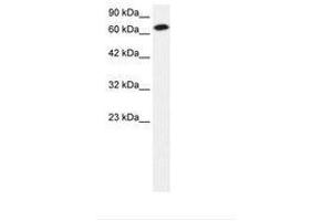 Image no. 2 for anti-Signal Transducer and Activator of Transcription 4 (STAT4) (AA 247-296) antibody (ABIN202898)
