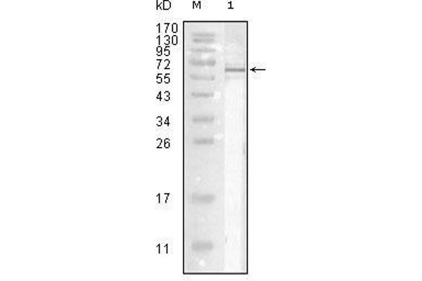 Influenza Nucleoprotein Antikörper (Influenza A Virus H2N2) (AA 2-498)