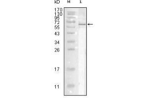 Western blot analysis using Influenza A virus Nucleoproteinmouse mAb against full-length recombinant Influenza A virus Nucleoprotein. (Influenza Nucleoprotein Antikörper (Influenza A Virus H2N2))