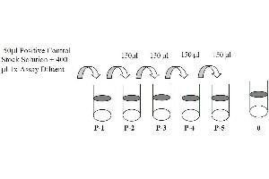 This picture shows the preparation of the positive control. (SYK ELISA Kit)