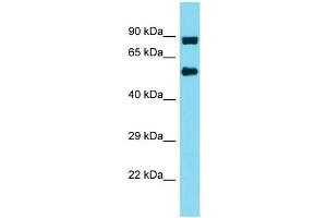Western Blotting (WB) image for anti-Integrator Complex Subunit 10 (INTS10) (N-Term) antibody (ABIN2490423) (INTS10 Antikörper  (N-Term))