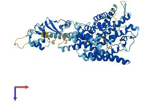 CLCNKA Protein (AA 1-687) (His tag)