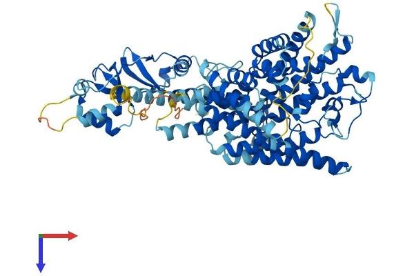 CLCNKA Protein (AA 1-687) (His tag)