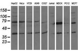 Western blot analysis of extracts (35 µg) from 9 different cell lines by using anti-CBWD1 monoclonal antibody. (CBWD1 Antikörper)