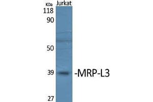 Western Blot (WB) analysis of specific cells using MRP-L3 Polyclonal Antibody.