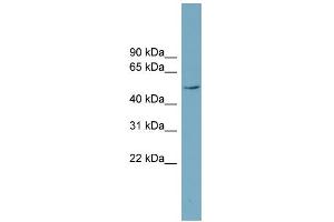 WB Suggested Anti-LANCL2 Antibody Titration: 0. (LANCL2 Antikörper  (Middle Region))