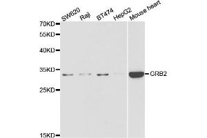 Western blot analysis of extracts of various cell lines, using GRB2 antibody (ABIN5973326) at 1/1000 dilution. (GRB2 Antikörper)