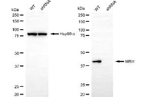 Western blotting analysis using MRI1 antibody (ABIN7799398).