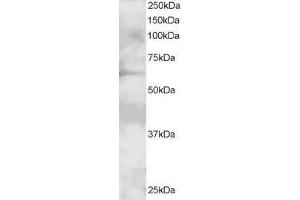 ABIN184737 (1µg/ml) staining of A431 lysate (35µg protein in RIPA buffer). (GRB7 Antikörper  (N-Term))