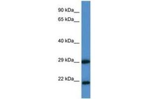 Image no. 1 for anti-Chloride Intracellular Channel 3 (CLIC3) (AA 41-90) antibody (ABIN6747560) (CLIC3 Antikörper  (AA 41-90))