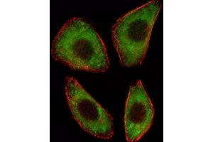 Fluorescent image of A549 cell stained with TCF25 Antibody (N-term) (ABIN1539142 and ABIN2848917).