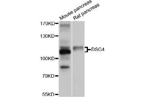 Western blot analysis of extracts of mouse pancreas and rat pancreas cell lines, using DSG4 antibody. (Desmoglein 4 Antikörper)