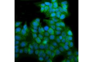 IF analysis of EHD3 using anti-EHD3 antibody (ABIN7602777). (EHD3 Antikörper  (C-Term))