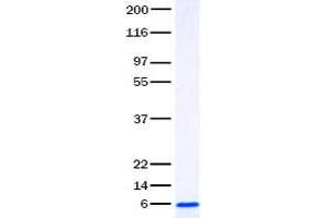 Validation with Western Blot (CXCL2 Protein)