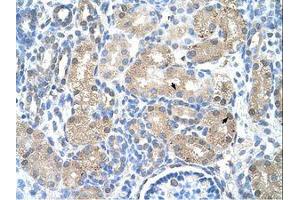 Image no. 1 for anti-Uroporphyrinogen Decarboxylase (UROD) (AA 101-150) antibody (ABIN203398) (UROD Antikörper  (AA 101-150))