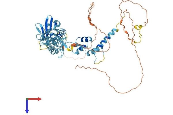 FBXO7 Protein (AA 1-523) (His tag)