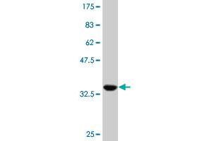 Western Blot detection against Immunogen (35. (HNF1B Antikörper  (AA 29-118))