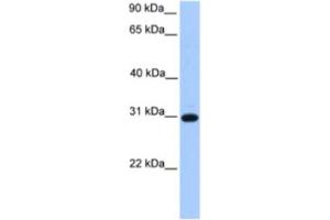 Western Blotting (WB) image for anti-Electron-Transfer-Flavoprotein, beta Polypeptide (ETFB) antibody (ABIN2463630) (ETFB Antikörper)