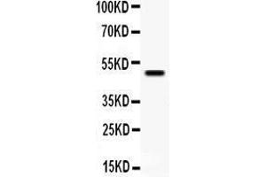 Anti- YBX1 antibody, Western blotting All lanes: Anti YBX1  at 0. (YBX1 Antikörper  (Middle Region))