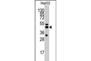 Western blot analysis of AHCY polyclonal antibody  in HepG2 cell line lysates (35 ug/lane). (AHCY Antikörper  (C-Term))
