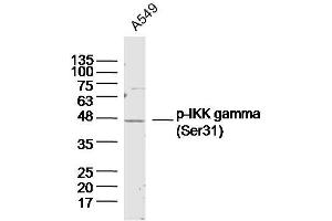 A549 lysates probed with IKK gamma (Ser31) Polyclonal Antibody, Unconjugated  at 1:300 dilution and 4˚C overnight incubation. (IKBKG Antikörper  (pSer31))