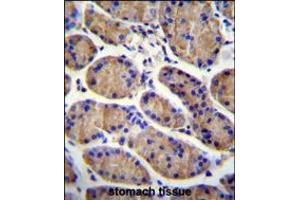 MESDC2 Antibody immunohistochemistry analysis in formalin fixed and paraffin embedded human stomach tissue followed by peroxidase conjugation of the secondary antibody and DAB staining.