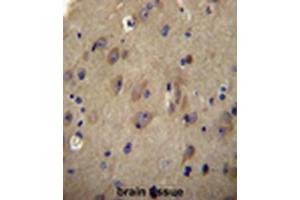 CNRP1 Antibody (Center) immunohistochemistry analysis in formalin fixed and paraffin embedded human brain tissue followed by peroxidase conjugation of the secondary antibody and DAB staining. (Cnrip1 Antikörper  (Middle Region))