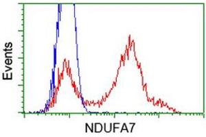 HEK293T cells transfected with either RC200534 overexpress plasmid (Red) or empty vector control plasmid (Blue) were immunostained by anti-NDUFA7 antibody (ABIN2454442), and then analyzed by flow cytometry. (NDUFA7 Antikörper)