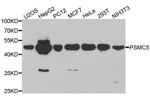 Western blot analysis of extracts of various cell lines, using PSMC5 antibody. (PSMC5 Antikörper  (AA 127-406))