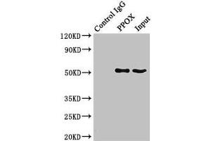 Immunoprecipitating PPOX in HepG2 whole cell lysate Lane 1: Rabbit control IgG (1 μg) instead of ABIN7166589 in HepG2 whole cell lysate. (PPOX Antikörper  (AA 1-477))