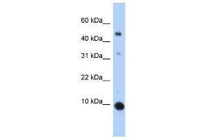 CCL2 antibody (70R-10505) used at 0. (CCL2 Antikörper  (Middle Region))