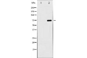 Western blot analysis of Lamin B expression in COLO cells,The lane on the left is treated with the antigen-specific peptide. (Lamin B Antikörper)