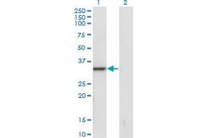 Western Blot analysis of SNAI1 expression in transfected 293T cell line by SNAI1 monoclonal antibody (M41), clone 1A5. (SNAIL Antikörper  (AA 121-230))