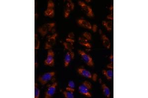Immunofluorescence (IF) image for anti-phosphodiesterase 6G, CGMP-Specific, Rod, gamma (PDE6G) (AA 1-87) antibody (ABIN7269304)