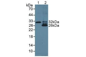 Figure. (TNF Like Ligand 1A (AA 67-251) Antikörper)