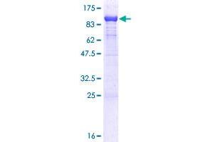 Protein Disulfide Isomerase Family A, Member 4 (PDIA4) (AA 21-645) protein (GST tag)