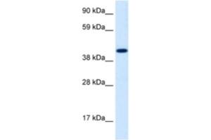 Western Blotting (WB) image for anti-Insulinoma-Associated 1 (INSM1) antibody (ABIN2460344) (INSM1 Antikörper)