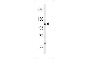 Western blot analysis of CD49f Antibody (C-term) (ABIN653202 and ABIN2842747) in 293 cell line lysates (35 μg/lane). (ITGA6 Antikörper  (C-Term))
