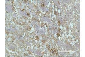 Immunohistochemical analysis of paraffin-embedded Rat Brain Tissue using GAP-43 Monoclonal Antibody. (GAP43 Antikörper)