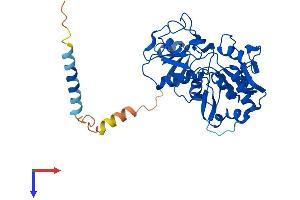 FUT9 Protein (AA 1-359) (His tag)