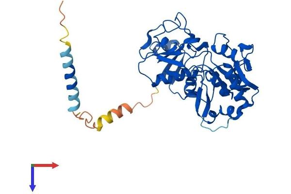 FUT9 Protein (AA 1-359) (His tag)