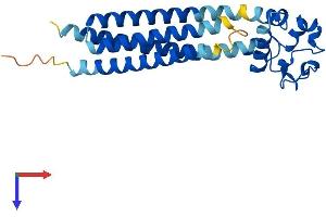 CD151 Protein (CD151) (AA 1-253) (His tag)