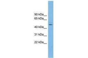 Image no. 1 for anti-NFKB Activating Protein-Like (NKAPL) (AA 179-228) antibody (ABIN6745060) (NKAPL Antikörper  (AA 179-228))